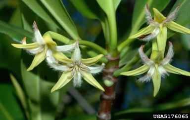 red mangrove, Rhizophora mangle  (Rhizophorales: Rhizophoraceae) - 5176065