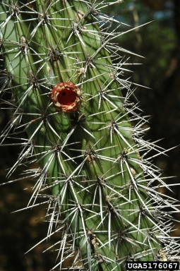 candle cactus, Stenocereus griseus  (Caryophyllales: Cactaceae) - 5176067