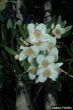 ulmo, Eucryphia cordifolia  (Rosales: Cunoniaceae) - 5176081