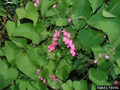 coral vine, Antigonon leptopus  (Polygonales: Polygonaceae) - 5176091