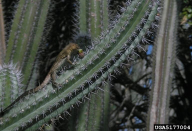 Bonaire whiptail lizard, Cnemidophorus murinus  (Squamata: Teiidae) - 5177004