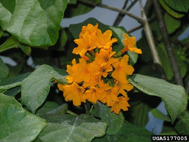 largeleaf geigertree, Cordia sebestena  (Lamiales: Boraginaceae) - 5177005