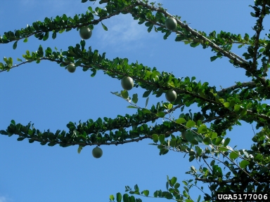 calabash tree, Cresentia cujete  (Scrophulariales: Bignoniaceae) - 5177006