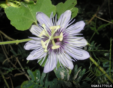 redfruit passionflower, Passiflora foetida  (Violales: Passifloraceae) - 5177016