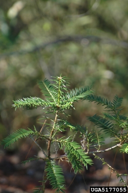 Florida nutmeg, Torreya taxifolia  (Taxales: Taxaceae) - 5177055