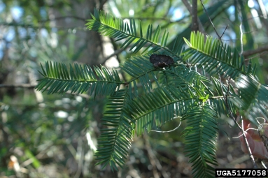 Florida nutmeg, Torreya taxifolia  (Taxales: Taxaceae) - 5177058