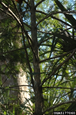 Florida nutmeg, Torreya taxifolia  (Taxales: Taxaceae) - 5177060