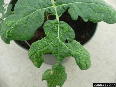 edema (  ) on buffalobur (Solanum rostratum ) - 5177077