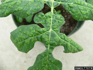 edema (  ) on buffalobur (Solanum rostratum ) - 5177079