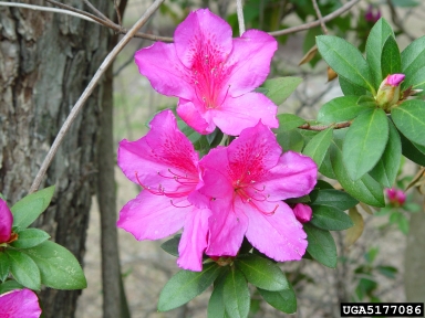 rhododendrons and azaleas, Rhododendron spp.  (Ericales: Ericaceae) - 5177086