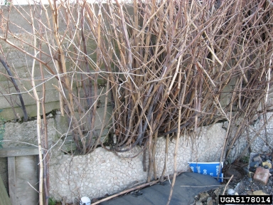 Japanese knotweed, Fallopia japonica  (Polygonales: Polygonaceae) - 5178014