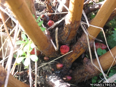Japanese knotweed, Fallopia japonica  (Polygonales: Polygonaceae) - 5178015