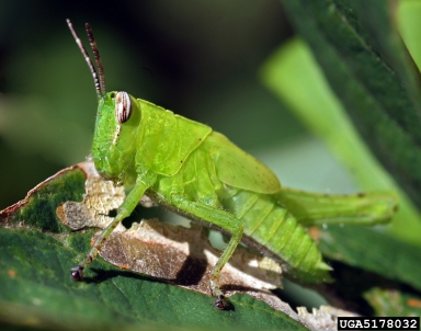 katydid,    (Orthoptera: Tettigoniidae) - 5178032