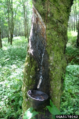 rubber tree, Hevea brasiliensis  (Euphorbiales: Euphorbiaceae) - 5178042