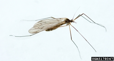 crane flies,    (Diptera: Tipulidae) - 5178047