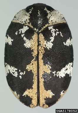 carpet beetle, Anthrenus scrophulariae  (Coleoptera: Dermestidae) - 5178052