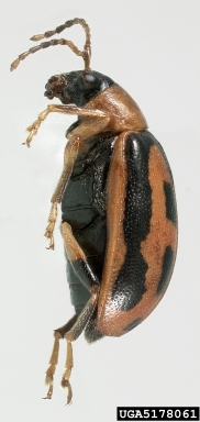 bean leaf beetle, Cerotoma trifurcata  (Coleoptera: Chrysomelidae) - 5178061