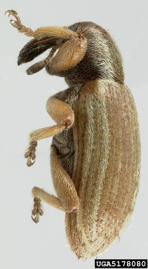 lesser clover leaf weevil, Hypera nigrirostris  (Coleoptera: Curculionidae) - 5178080