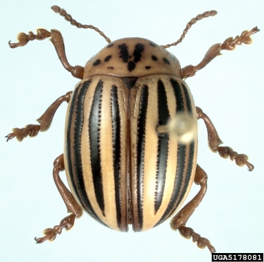 false potato beetle, Leptinotarsa juncta  (Coleoptera: Chrysomelidae) - 5178081