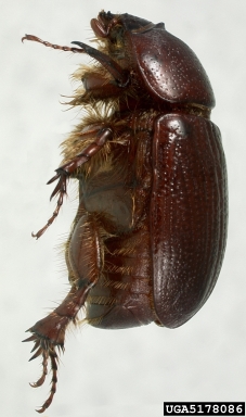 carrot beetle, Tomarus gibbosus  (Coleoptera: Scarabaeidae) - 5178086