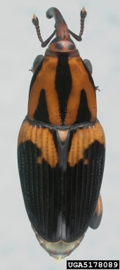 West Indian cane weevil, Metamasius hemipterus  (Coleoptera: Curculionidae) - 5178089
