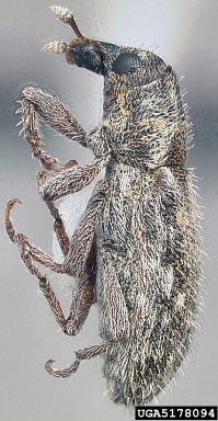 puncturevine stem weevil, Microlarinus lypriformis  (Coleoptera: Curculionidae) - 5178094