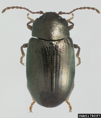 leaf beetle, Microtheca picea  (Coleoptera: Chrysomelidae) - 5178097