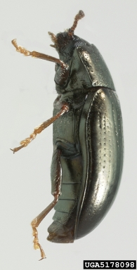 leaf beetle, Microtheca picea  (Coleoptera: Chrysomelidae) - 5178098
