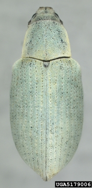 Northern citrus root weevil, Pachnaeus opalus  (Coleoptera: Curculionidae) - 5179006