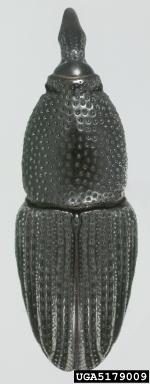 small banana weevil, Polytus mellerborgii  (Coleoptera: Curculionidae) - 5179009