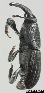 small banana weevil, Polytus mellerborgii  (Coleoptera: Curculionidae) - 5179010