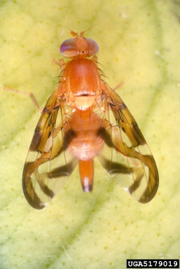 Caribbean fruit fly, Anastrepha suspensa  (Diptera: Tephritidae) - 5179019