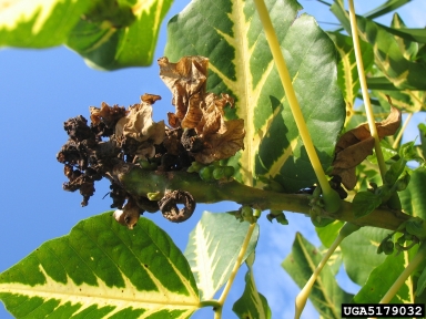 erythrina gall wasp (Quadrastichus erythrinae ) on Indian coralbean (Erythrina variegata ) - 5179032