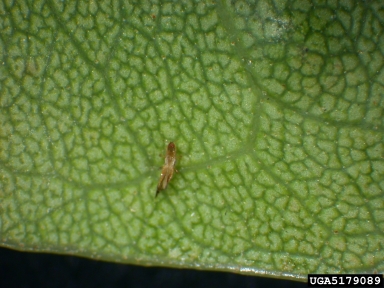 thrips, Holopothrips tabebuia  (Thysanoptera: Phlaeothripidae) - 5179089