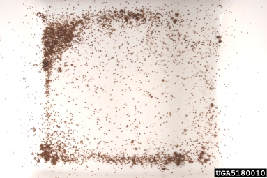 varroa mite, Varroa jacobsoni  (Acari: Varroidae) - 5180010
