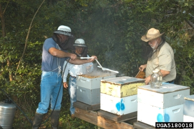 varroa mite, Varroa jacobsoni  (Acari: Varroidae) - 5180018