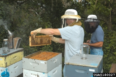 varroa mite, Varroa jacobsoni  (Acari: Varroidae) - 5180027