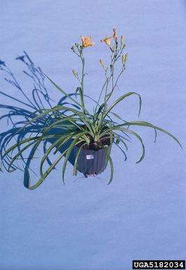 daylily, Hemerocallis spp.  (Liliales: Liliaceae) - 5182034