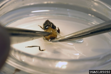 Africanized honey bee, Apis mellifera scutellata (Hymenoptera: Apidae) - 5185050