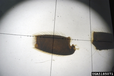 Africanized honey bee, Apis mellifera scutellata (Hymenoptera: Apidae) - 5185071