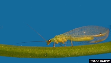 green lacewing, Mallada signata  (Neuroptera: Chrysopidae) - 5186092