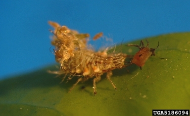green lacewing (Mallada signata ) on brown citrus aphid (Toxoptera citricida ) - 5186094