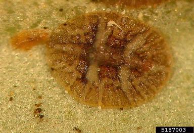 black scale, Saissetia oleae  (Hemiptera: Coccidae) - 5187003