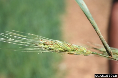 wheat stem rust (Puccinia graminis ) on common wheat (Triticum aestivum ) - 5187018
