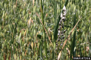 loose smut (Ustilago avenae ) on oat (Avena spp. ) - 5187024