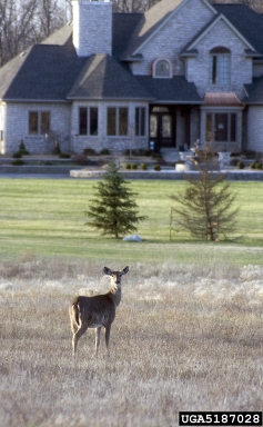 white-tailed deer, Odocoileus virginianus  (Artiodactyla: Cervidae) - 5187028