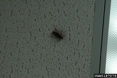 American cockroach, Periplaneta americana  (Blattodea: Blattidae) - 5187079