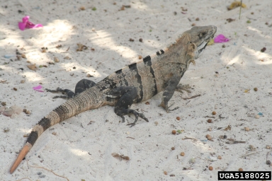 black spiny-tailed iguana, Ctenosaura similis  (Squamata: Iguanidae) - 5188025