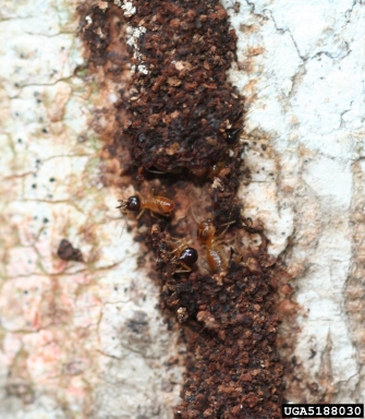 termites, Nasutitermes spp.  (Isoptera: Termitidae) - 5188030