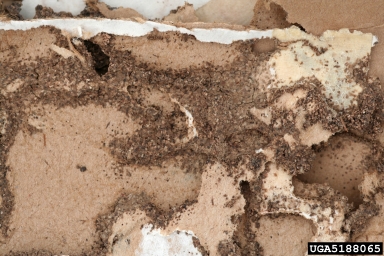 arid land subterranean termite, Reticulitermes tibialis  (Isoptera: Rhinotermitidae) - 5188065